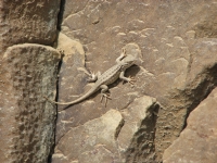 Lizard